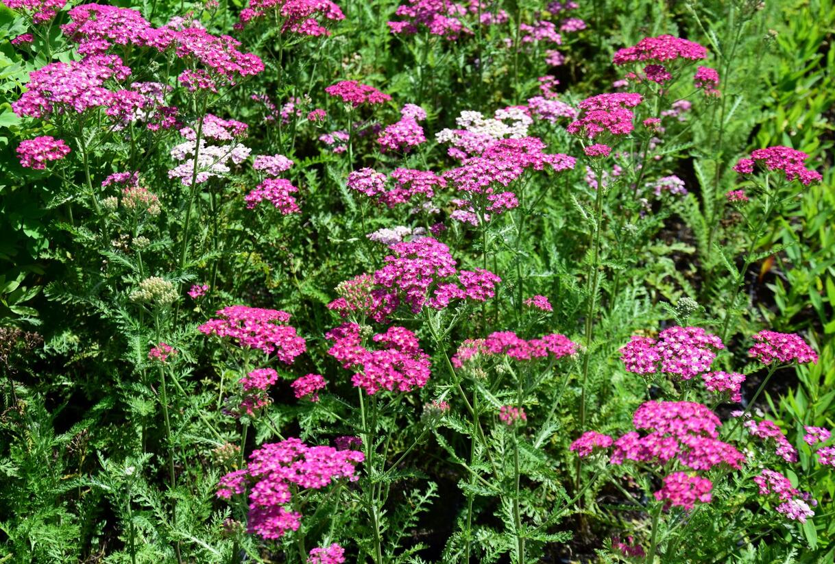 Řebříček obecný 'Excel' - Achillea millefolium 'Excel'