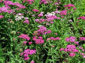 Řebříček obecný 'Excel' - Achillea millefolium 'Excel'