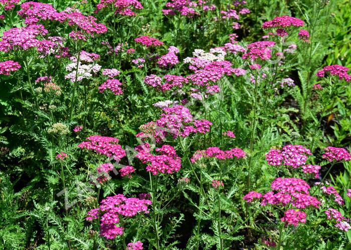 Řebříček obecný 'Excel' - Achillea millefolium 'Excel'