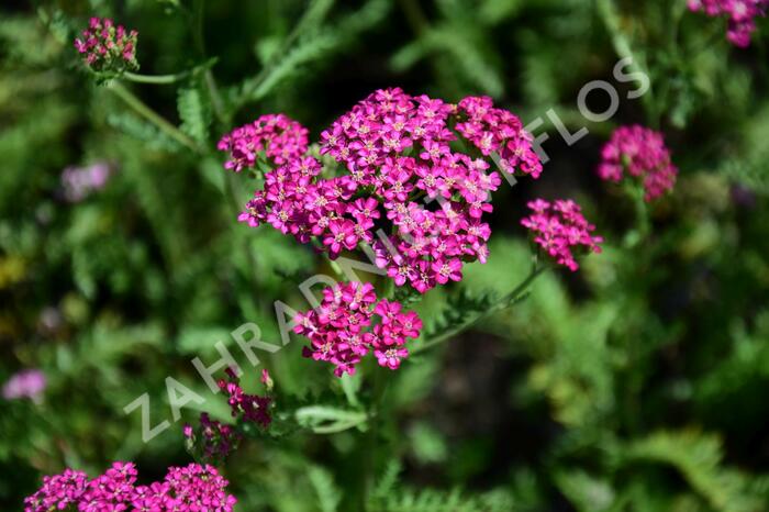 Řebříček obecný 'Excel' - Achillea millefolium 'Excel'
