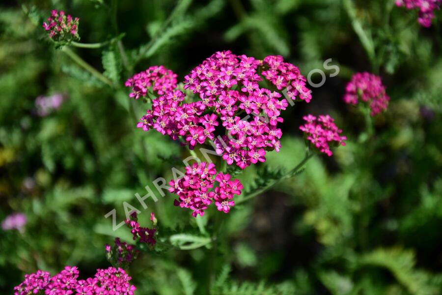 Řebříček obecný 'Excel' - Achillea millefolium 'Excel'