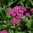 Řebříček obecný 'Excel' - Achillea millefolium 'Excel'