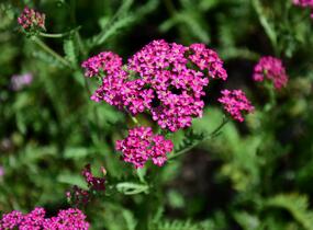 Řebříček obecný 'Excel' - Achillea millefolium 'Excel'
