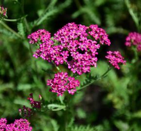 Řebříček obecný 'Excel' - Achillea millefolium 'Excel'