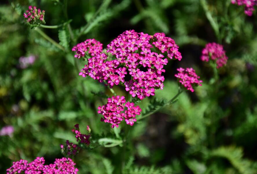 Řebříček obecný 'Excel' - Achillea millefolium 'Excel'