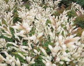 Udatna 'Bronze' - Aruncus aethusifolius 'Bronze'