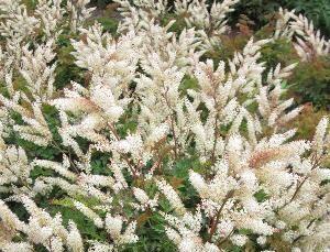 Udatna dvoudomá 'Bronze' - Aruncus aethusifolius 'Bronze'