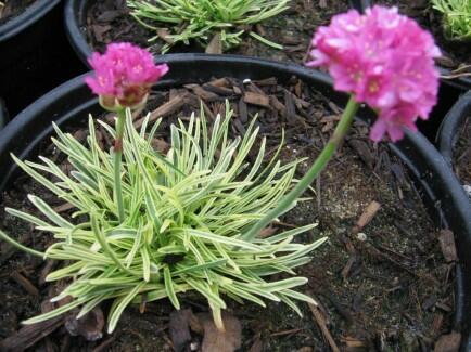 Trávnička přímořská 'Nifty Thrifty' - Armeria maritima 'Nifty Thrifty'