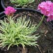 Trávnička přímořská 'Nifty Thrifty' - Armeria maritima 'Nifty Thrifty'