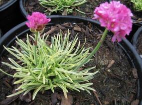 Trávnička přímořská 'Nifty Thrifty' - Armeria maritima 'Nifty Thrifty'