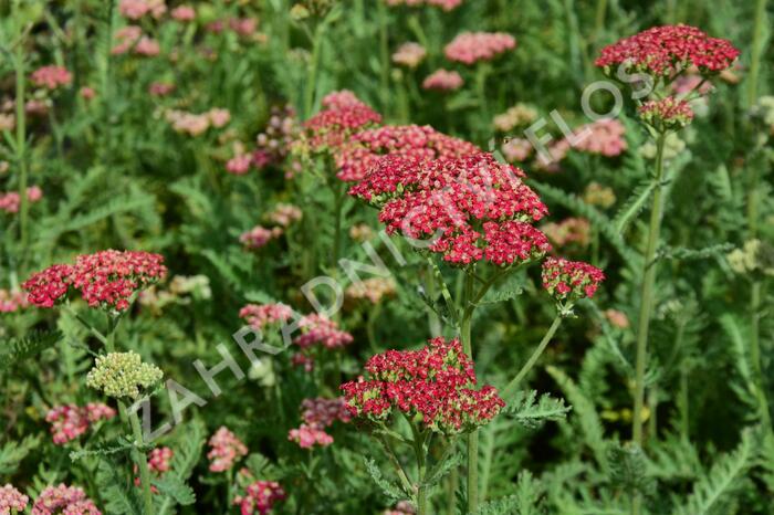 Řebříček obecný 'Belle Epoque' - Achillea millefolium 'Belle Epoque'