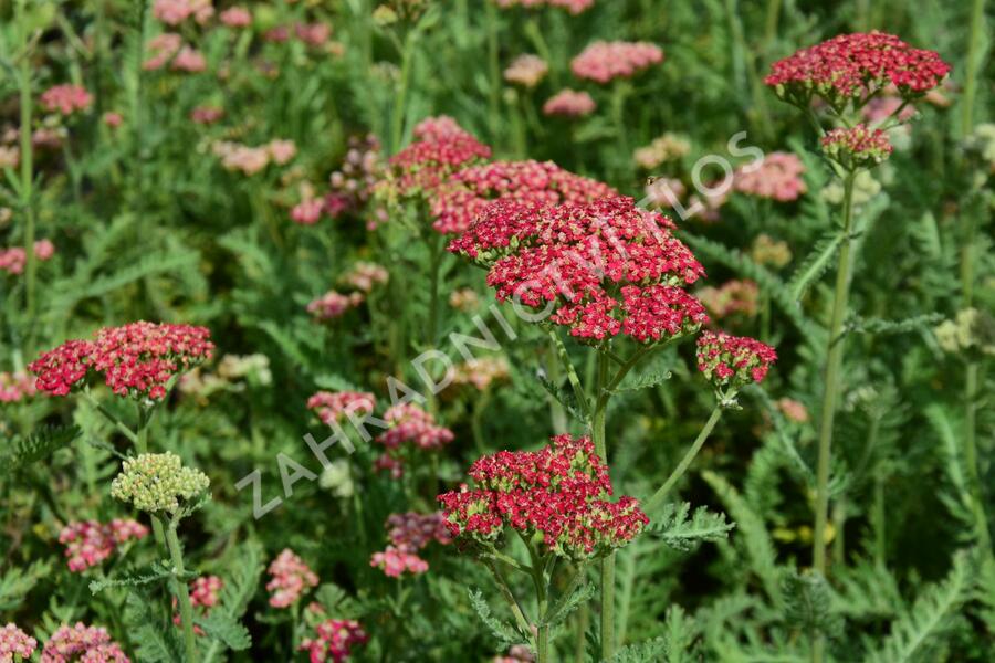 Řebříček obecný 'Belle Epoque' - Achillea millefolium 'Belle Epoque'