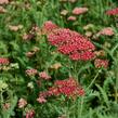 Řebříček obecný 'Belle Epoque' - Achillea millefolium 'Belle Epoque'