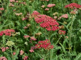 Řebříček obecný 'Belle Epoque' - Achillea millefolium 'Belle Epoque'