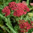 Řebříček obecný 'Belle Epoque' - Achillea millefolium 'Belle Epoque'