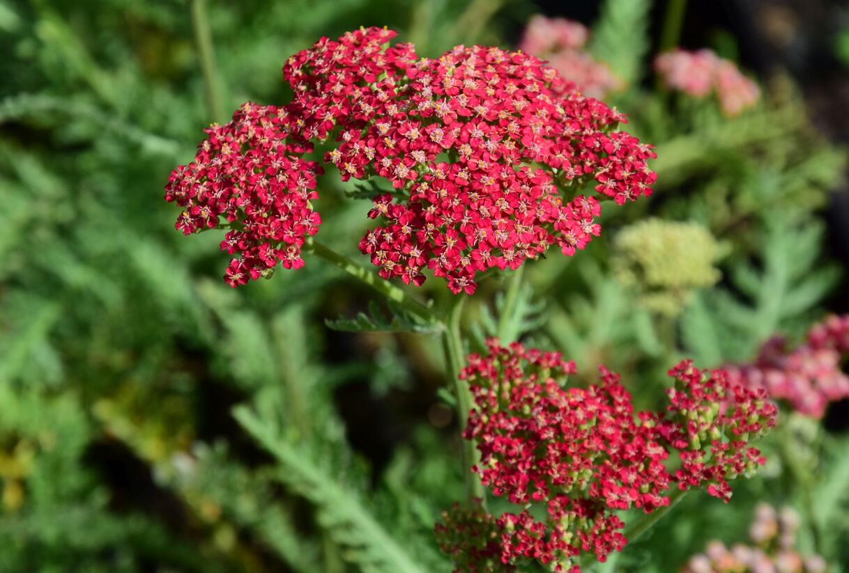 Řebříček obecný 'Belle Epoque' - Achillea millefolium 'Belle Epoque'