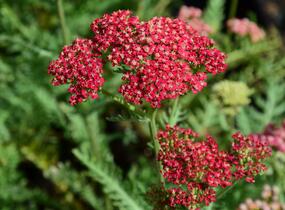 Řebříček obecný 'Belle Epoque' - Achillea millefolium 'Belle Epoque'