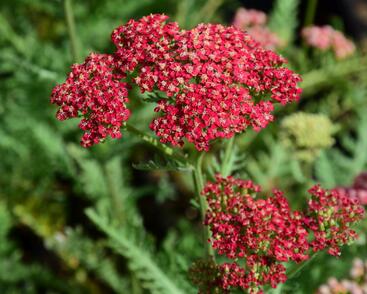 Řebříček obecný 'Belle Epoque'