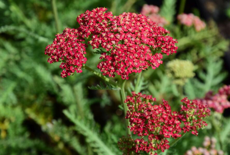 Řebříček obecný 'Belle Epoque' - Achillea millefolium 'Belle Epoque'