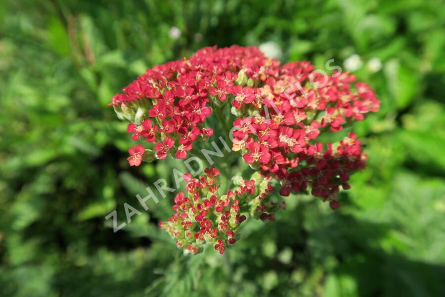 Řebříček obecný 'Belle Epoque' - Achillea millefolium 'Belle Epoque'