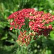 Řebříček obecný 'Belle Epoque' - Achillea millefolium 'Belle Epoque'