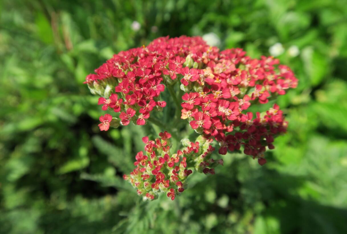 Řebříček obecný 'Belle Epoque' - Achillea millefolium 'Belle Epoque'