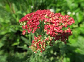 Řebříček obecný 'Belle Epoque' - Achillea millefolium 'Belle Epoque'