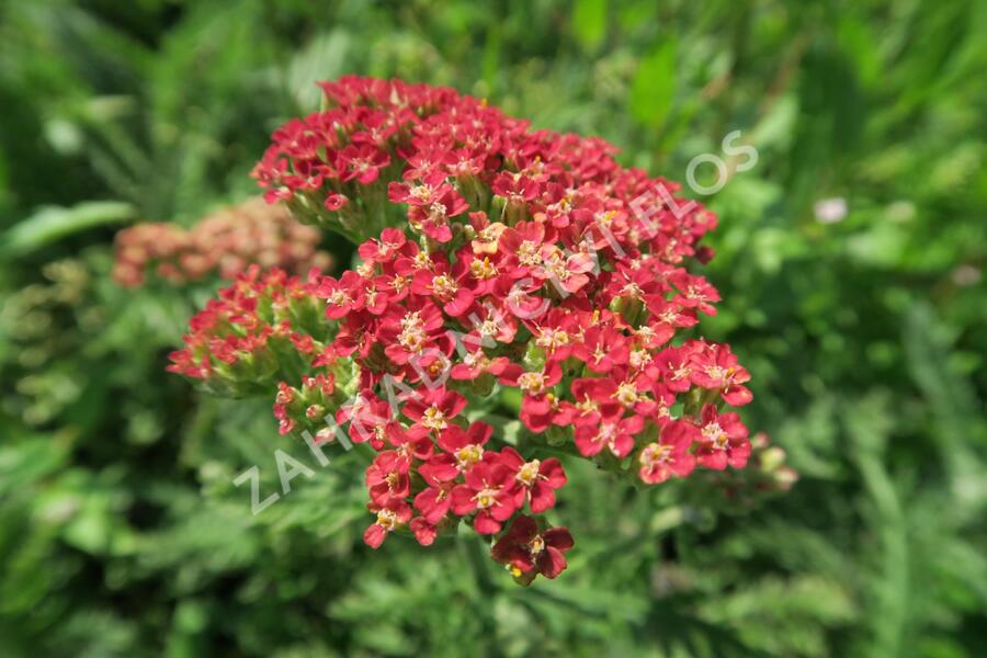 Řebříček obecný 'Belle Epoque' - Achillea millefolium 'Belle Epoque'