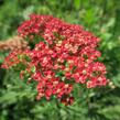 Řebříček obecný 'Belle Epoque' - Achillea millefolium 'Belle Epoque'