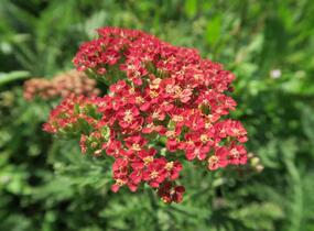 Řebříček obecný 'Belle Epoque' - Achillea millefolium 'Belle Epoque'
