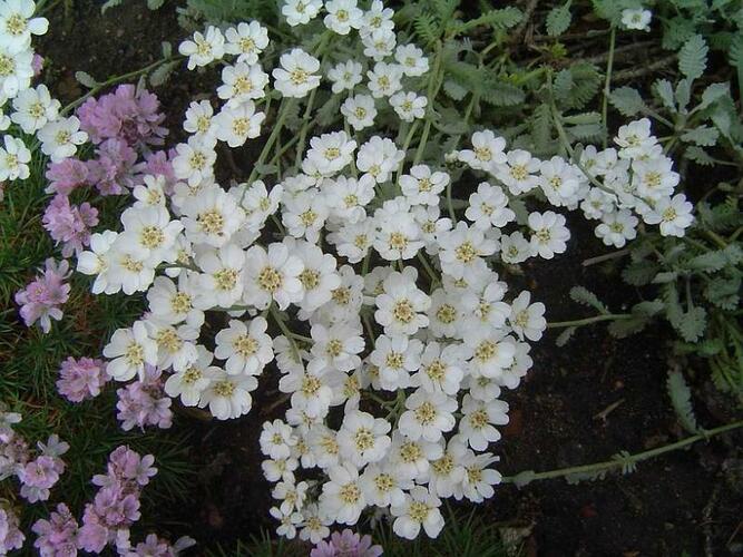Řebříček nestařcolistý ssp.serbica - Achillea ageratifolia ssp.serbica