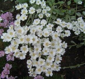 Řebříček nestařcolistý ssp.serbica - Achillea ageratifolia ssp.serbica