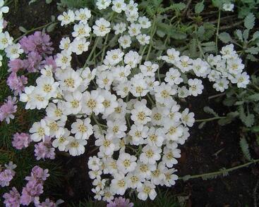 Řebříček nestařcolistý ssp.serbica