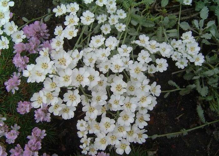 Řebříček nestařcolistý ssp.serbica - Achillea ageratifolia ssp.serbica