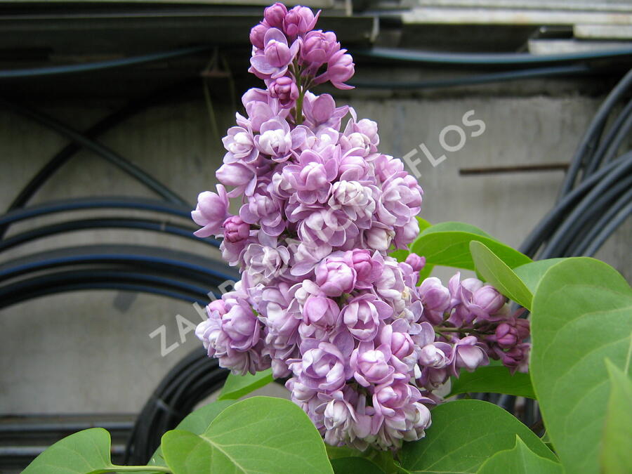 Šeřík obecný 'Katherine Havemeyer' - Syringa vulgaris 'Katherine Havemeyer'