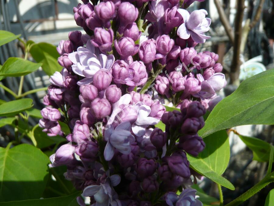 Šeřík obecný 'Katherine Havemeyer' - Syringa vulgaris 'Katherine Havemeyer'