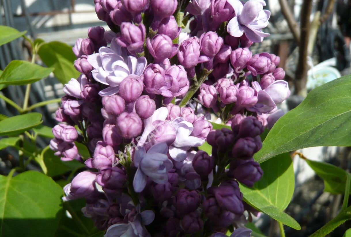 Šeřík obecný 'Katherine Havemeyer' - Syringa vulgaris 'Katherine Havemeyer'