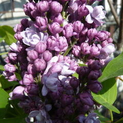 Šeřík obecný 'Katherine Havemeyer' - Syringa vulgaris 'Katherine Havemeyer'