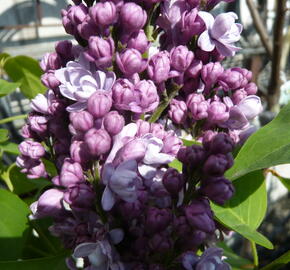 Šeřík obecný 'Katherine Havemeyer' - Syringa vulgaris 'Katherine Havemeyer'