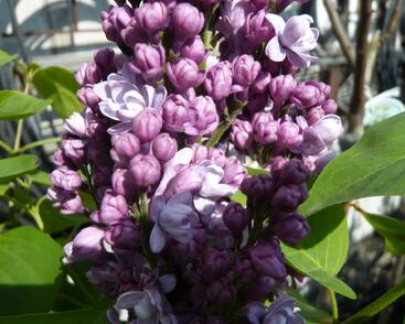 Šeřík obecný 'Katherine Havemeyer'