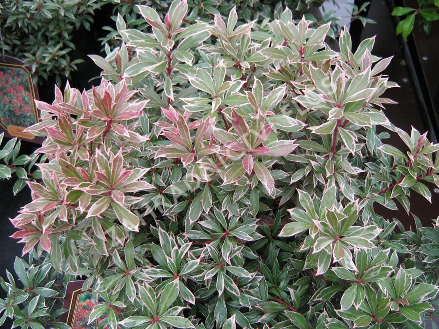 Pieris japonský 'Little Heath' - Pieris japonica 'Little Heath'