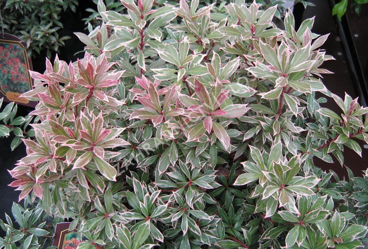 Pieris japonský 'Little Heath' - Pieris japonica 'Little Heath'