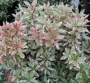 Pieris japonský 'Little Heath' - Pieris japonica 'Little Heath'