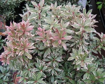 Pieris japonský 'Little Heath'