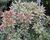 Pieris japonský 'Little Heath'