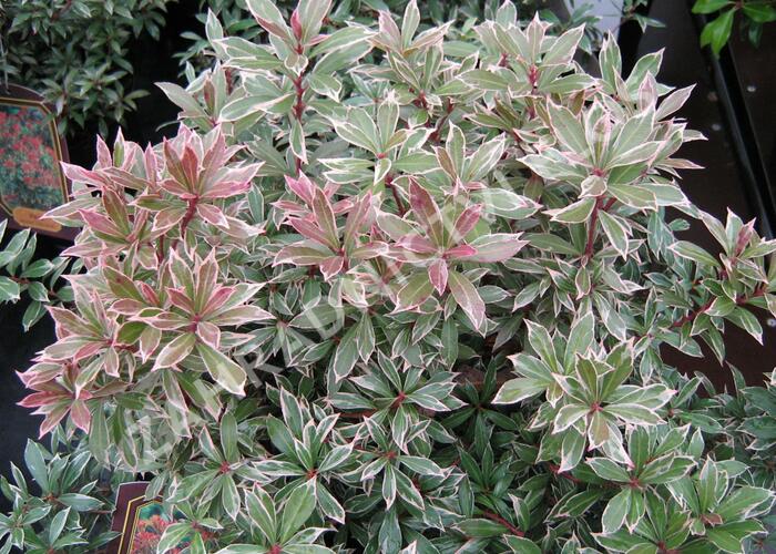 Pieris japonský 'Little Heath' - Pieris japonica 'Little Heath'