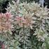 pieris-japonsky-little-heath.jpg