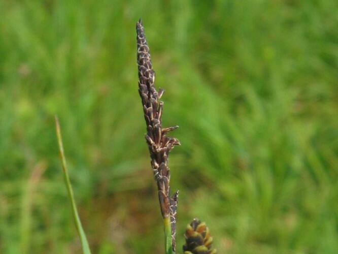 Ostřice obecná - Carex nigra