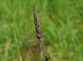 Ostřice obecná - Carex nigra