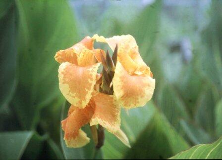 Dosna 'Tany' - Canna 'Tany'